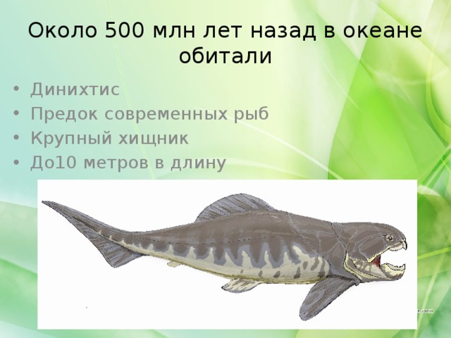 Около 500 млн лет назад в океане обитали Динихтис Предок современных рыб Крупный хищник До10 метров в длину 