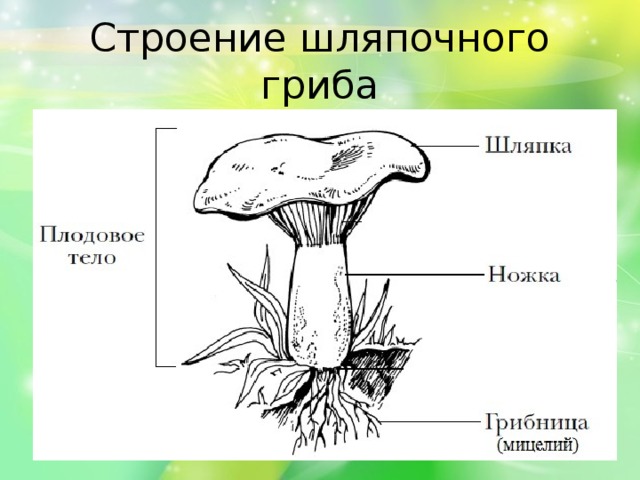 Строение шляпочного гриба 