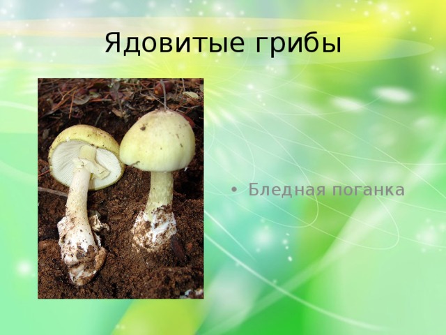Ядовитые грибы Бледная поганка 