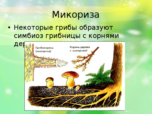 Микориза Некоторые грибы образуют симбиоз грибницы с корнями деревьев - микоризу 