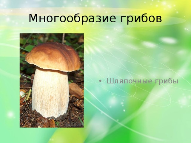 Многообразие грибов Шляпочные грибы 