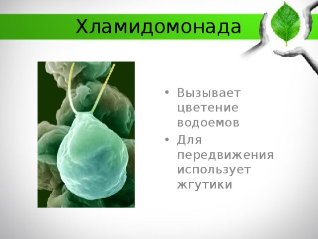 Рассмотрите изображение растений хламидомонада ольха лиственница