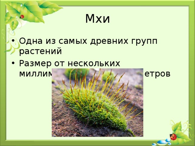 Мхи Одна из самых древних групп растений Размер от нескольких миллиметров до 60 сантиметров 