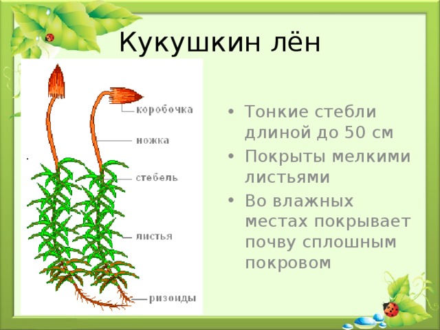 У мхов есть 3 класс. Стебель и листья у кукушкиного льна. Форма строение Кукушкина льна.