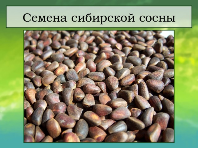 Семена сибирской сосны 