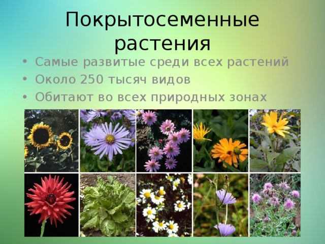 Покрытосеменные растения Самые развитые среди всех растений Около 250 тысяч видов Обитают во всех природных зонах 