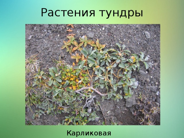 Растения тундры Карликовая ива 