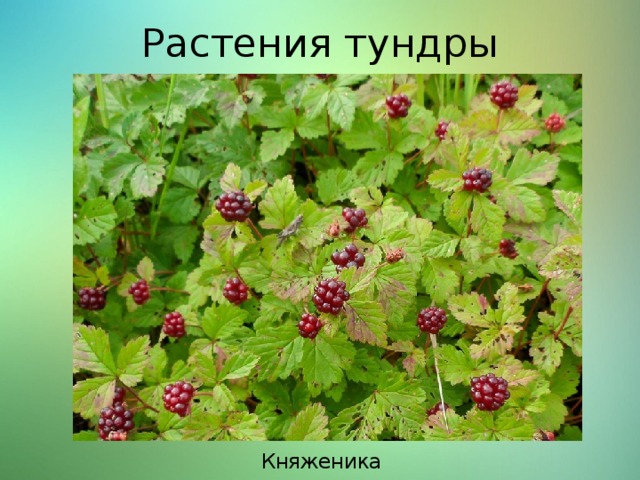 Растения тундры Княженика 