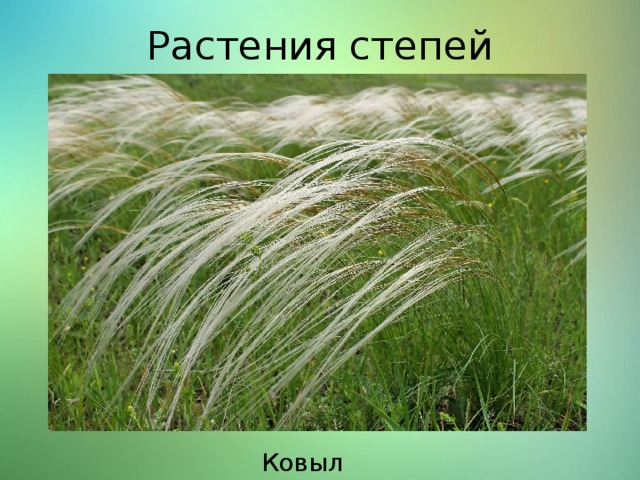 Растения степей Ковыль 