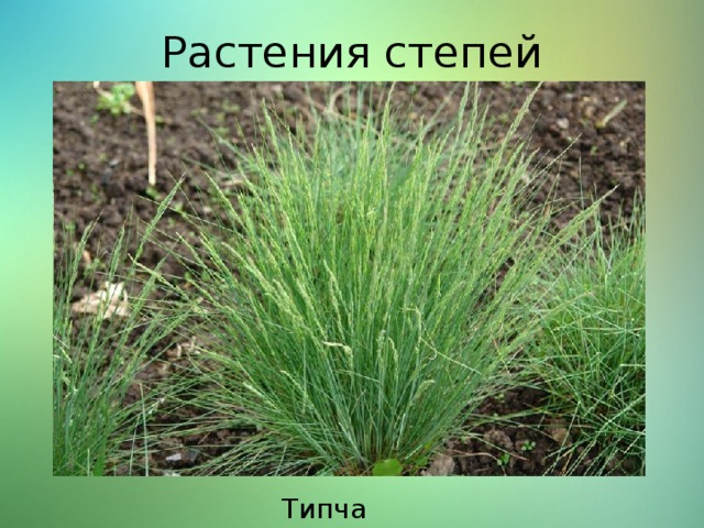 Растения степей Типчак 