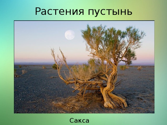 Растения пустынь Саксаул 