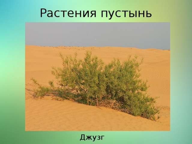 Растения пустынь Джузгун 