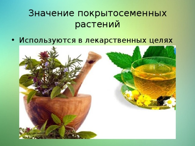 Значение покрытосеменных растений Используются в лекарственных целях 
