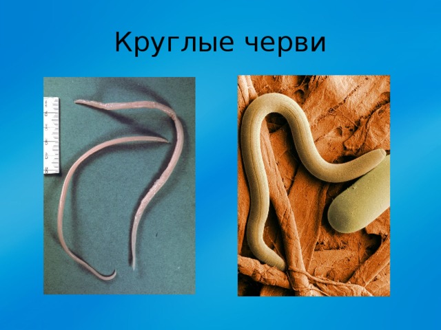 Круглые черви примеры названия