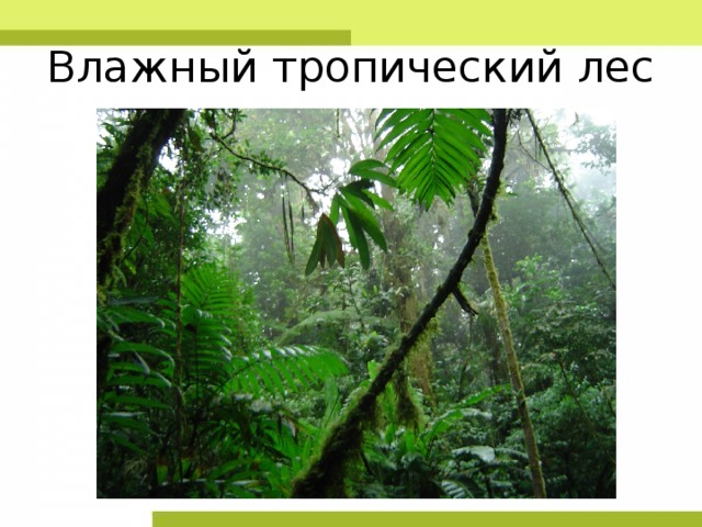 Влажный тропический лес 