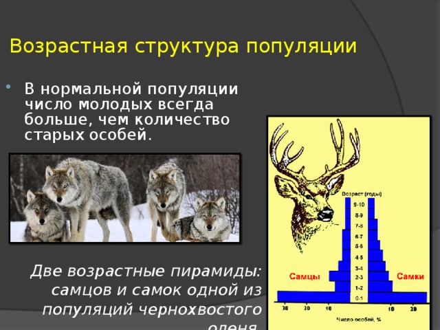 Проект популяция как экологическая единица