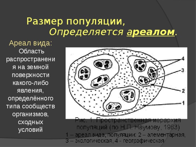 Размер популяции,    Определяется а реалом . Ареал вида:   Область распространения на земной поверхности какого-либо явления, определённого типа сообществ организмов, сходных условий 