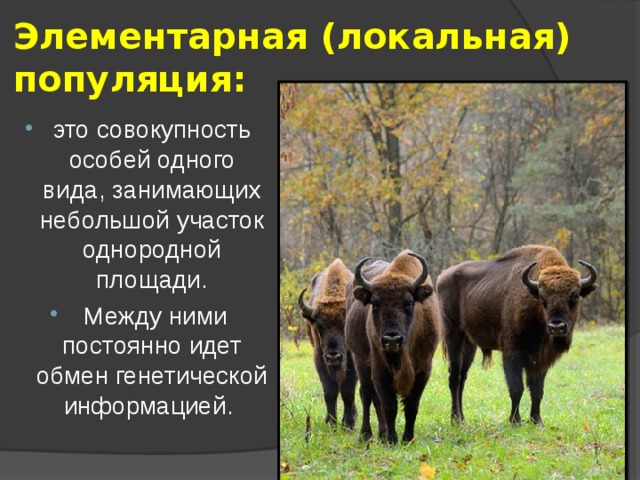 Элементарная (локальная) популяция: это совокупность особей одного вида, занимающих небольшой участок однородной площади.  Между ними постоянно идет обмен генетической информацией. 