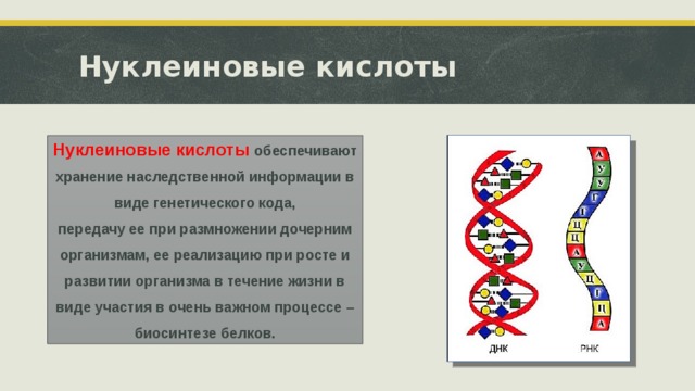 Нуклеиновые кислоты Нуклеиновые кислоты обеспечивают хранение наследственной информации в виде генетического кода,  передачу ее при размножении дочерним организмам, ее реализацию при росте и развитии организма в течение жизни в виде участия в очень важном процессе – биосинтезе белков.  