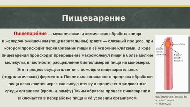 Пищеварение   Пищеваре́ние  — механическая и химическая обработка пищи в желудочно-кишечном (пищеварительном) тракте — сложный процесс, при котором происходит переваривание пищи и её усвоение клетками. В ходе пищеварения происходит превращение макромолекул пищи в более мелкие молекулы, в частности, расщепление биополимеров пищи на мономеры. Этот процесс осуществляется с помощью пищеварительных (гидролитических) ферментов. После вышеописанного процесса обработки пища всасывается через кишечную стенку и проникает в жидкостные среды организма (кровь и лимфу) Таким образом, процесс пищеварения заключается в переработке пищи и её усвоении организмом. Перистальтика: движение пищевого комка по пищеводу.  