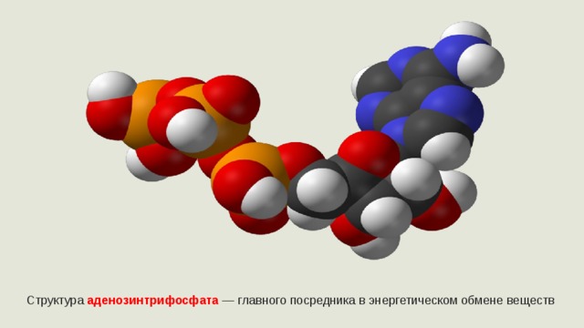 Структура  аденозинтрифосфата   — главного посредника в энергетическом обмене веществ  