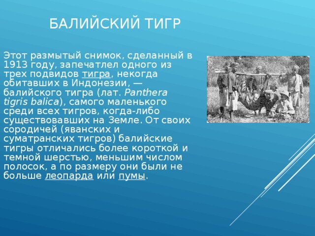 БАЛИЙСКИЙ ТИГР Этот размытый снимок, сделанный в 1913 году, запечатлел одного из трех подвидов тигра , некогда обитавших в Индонезии, — балийского тигра (лат. Panthera tigris balica ), самого маленького среди всех тигров, когда-либо существовавших на Земле. От своих сородичей (яванских и суматранских тигров) балийские тигры отличались более короткой и темной шерстью, меньшим числом полосок, а по размеру они были не больше леопарда или пумы . 