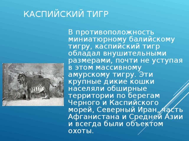 КАСПИЙСКИЙ ТИГР В противоположность миниатюрному балийскому тигру, каспийский тигр обладал внушительными размерами, почти не уступая в этом массивному амурскому тигру. Эти крупные дикие кошки населяли обширные территории по берегам Черного и Каспийского морей, Северный Иран, часть Афганистана и Средней Азии и всегда были объектом охоты. 