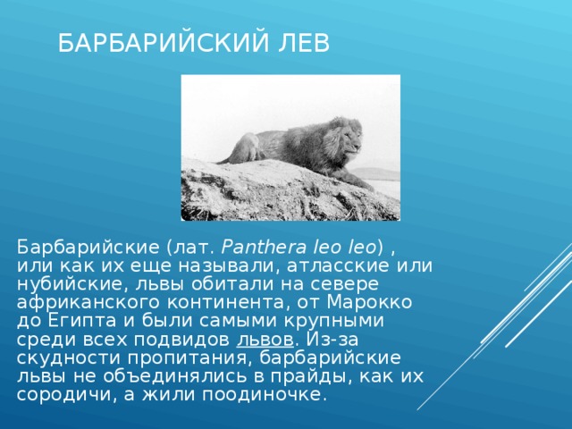 БАРБАРИЙСКИЙ ЛЕВ Барбарийские (лат. Panthera leo leo ) , или как их еще называли, атласские или нубийские, львы обитали на севере африканского континента, от Марокко до Египта и были самыми крупными среди всех подвидов львов . Из-за скудности пропитания, барбарийские львы не объединялись в прайды, как их сородичи, а жили поодиночке. 