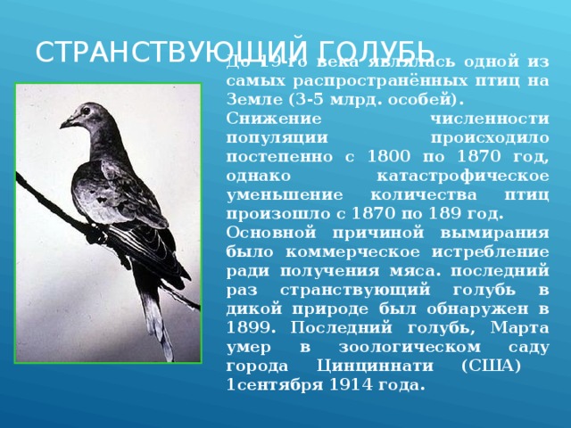 СТРАНСТВУЮЩИЙ ГОЛУБЬ    До 19-го века являлась одной из самых распространённых птиц на Земле (3-5 млрд. особей). Снижение численности популяции происходило постепенно с 1800 по 1870 год, однако катастрофическое уменьшение количества птиц произошло с 1870 по 189 год. Основной причиной вымирания было коммерческое истребление ради получения мяса. последний раз странствующий голубь в дикой природе был обнаружен в 1899. Последний голубь, Марта умер в зоологическом саду города Цинциннати (США) 1сентября 1914 года. 