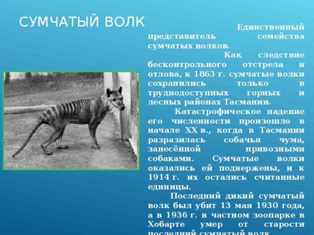 СУМЧАТЫЙ ВОЛК  Единственный представитель семейства сумчатых волков.  Как следствие бесконтрольного отстрела и отлова, к 1863 г. сумчатые волки сохранились только в труднодоступных горных и лесных районах Тасмании.  Катастрофическое падение его численности произошло в начале XX в., когда в Тасмании разразилась собачья чума, занесённой привозными собаками. Сумчатые волки оказались ей подвержены, и к 1914 г. их остались считанные единицы.  Последний дикий сумчатый волк был убит 13 мая 1930 года, а в 1936 г. в частном зоопарке в Хобарте умер от старости последний сумчатый волк. 