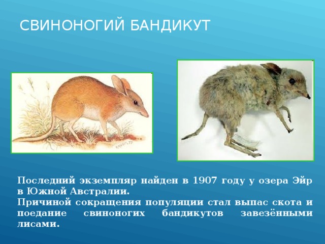 СВИНОНОГИЙ БАНДИКУТ Последний экземпляр найден в 1907 году у озера Эйр в Южной Австралии. Причиной сокращения популяции стал выпас скота и поедание свиноногих бандикутов завезёнными лисами. 