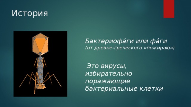 История Бактериофа́ги или фа́ги (от древне-греческого «пожираю»)    Это вирусы, избирательно поражающие бактериальные клетки 