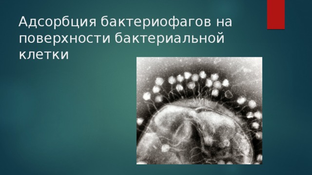 Адсорбция бактериофагов на поверхности бактериальной клетки 