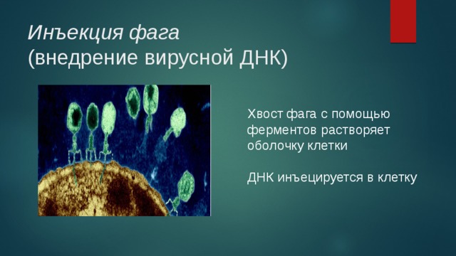 Инъекция фага   (внедрение вирусной ДНК) Хвост фага с помощью ферментов растворяет оболочку клетки ДНК инъецируется в клетку 