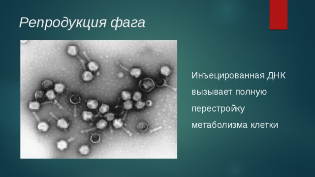 Репродукция фага   Инъецированная ДНК вызывает полную перестройку метаболизма клетки 