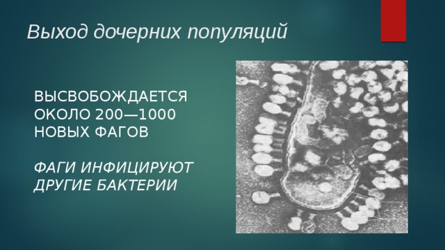 Выход дочерних популяций   ВЫСВОБОЖДАЕТСЯ ОКОЛО 200—1000 НОВЫХ ФАГОВ ФАГИ ИНФИЦИРУЮТ ДРУГИЕ БАКТЕРИИ 