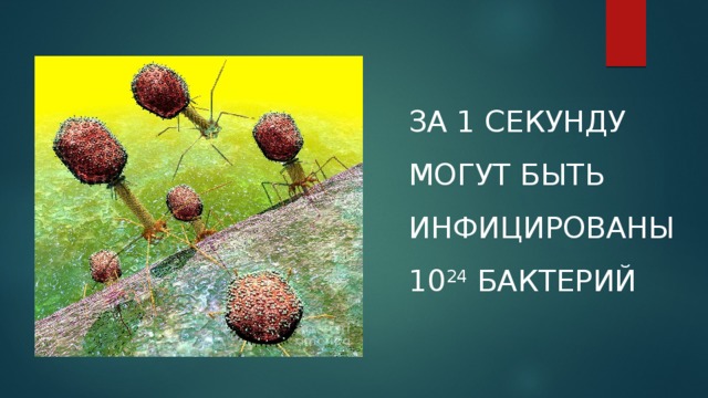 ЗА 1 СЕКУНДУ МОГУТ БЫТЬ ИНФИЦИРОВАНЫ 10 24  БАКТЕРИЙ 