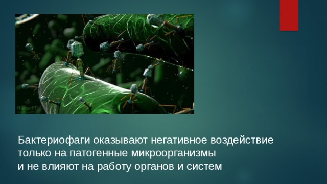 Бактериофаги оказывают негативное воздействие только на патогенные микроорганизмы и не влияют на работу органов и систем 
