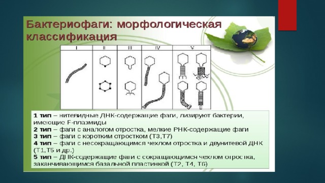 Применение бактериофага наружно