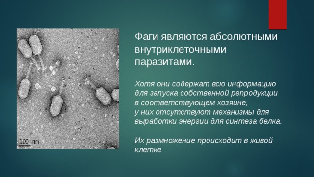 Фаги являются абсолютными внутриклеточными паразитами . Хотя они содержат всю информацию для запуска собственной репродукции в соответствующем хозяине, у них отсутствуют механизмы для выработки энергии для синтеза белка.  Их размножение происходит в живой клетке 