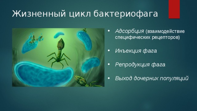 Жизненный цикл бактериофага Адсорбция  (взаимодействие специфических рецепторов) Инъекция фага Репродукция фага Выход дочерних популяций 