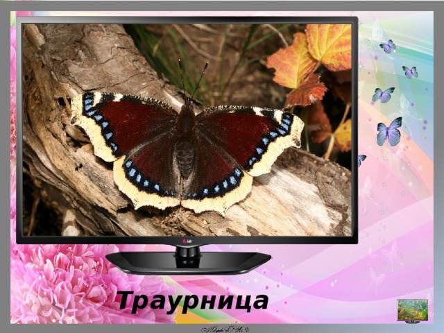  Траурница 