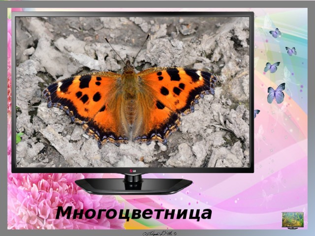  Многоцветница 