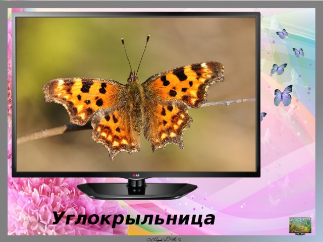  Углокрыльница  