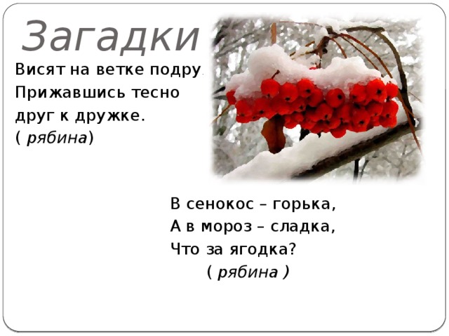 Сенокос горькая в мороз сладко. Загадка про рябину. Загадка про рябину для детей. Загадка про рябину для дошкольников. Загадки про рябину короткие.