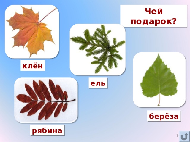 Палитра осенних дубовых листьев Дары природы Фотогалерея природы на greenmatrix3