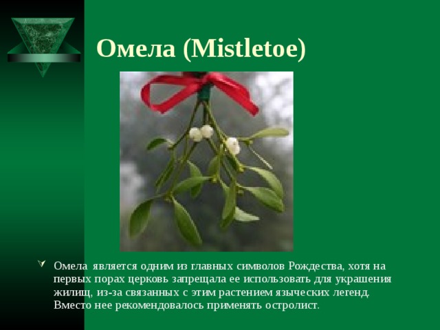 Омела (Mistletoe) Омела является одним из главных символов Рождества, хотя на первых порах церковь запрещала ее использовать для украшения жилищ, из-за связанных с этим растением языческих легенд. Вместо нее рекомендовалось применять остролист. 