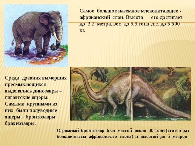 Самое большое наземное млекопитающее - африканский слон. Высота его достигает до 3,2 метра, вес до 5,5 тонн ,т.е. до 5 500 кг. Среди древних вымерших пресмыкающихся выделялись динозавры – гигантские ящеры. Самыми крупными из них были полуводные ящеры – бронтозавры, брахиозавры. Огромный бронтозавр был массой около 30 тонн (это в 5 раз больше массы африканского слона) и высотой до 5 метров . 