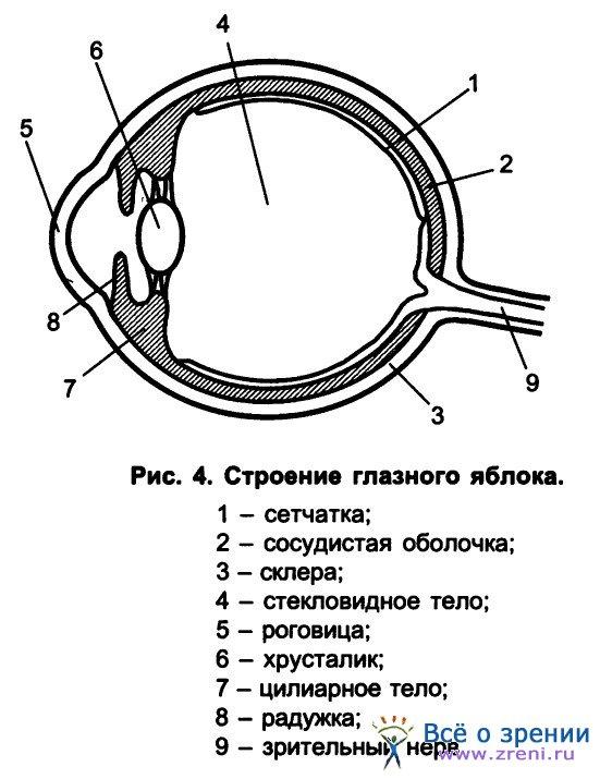 Схема строения яблока