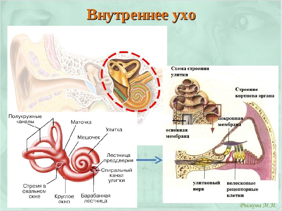 Составные части внутреннего уха. Строение внутреннего уха анатомия. Строение уха человека внутреннее ухо. Функция улитки слухового анализатора. Строение улитки внутреннего уха анатомия.